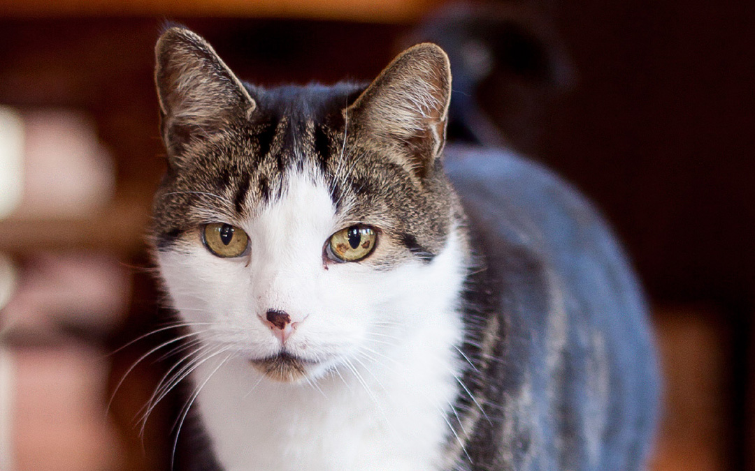 Cat Image cropped